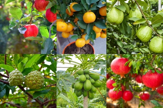 बारिश के मौसम में लगाए जाने वाले फल – Fruit Trees That Grow In Monsoon Garden In Hindi